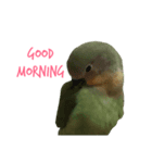 Lovebird(ponzu)（個別スタンプ：4）