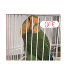 Lovebird(ponzu)（個別スタンプ：5）