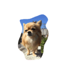 チワワのちなつ（個別スタンプ：1）