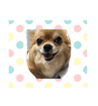 チワワのちなつ（個別スタンプ：8）