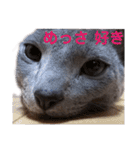 無表情が笑わす猫ちゃー太郎@会話を深める（個別スタンプ：17）