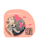 ツナさま（個別スタンプ：5）