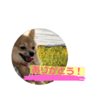 ツナさま（個別スタンプ：10）