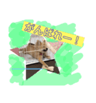 ツナさま（個別スタンプ：11）
