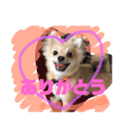 ツナさま（個別スタンプ：13）