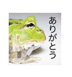 ツノガエル フォトスタンプ（個別スタンプ：2）
