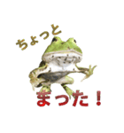 ツノガエル フォトスタンプ（個別スタンプ：3）