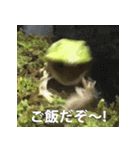 ツノガエル フォトスタンプ（個別スタンプ：7）