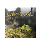 ツノガエル フォトスタンプ（個別スタンプ：10）