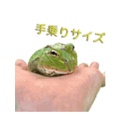 ツノガエル フォトスタンプ（個別スタンプ：12）