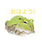 ツノガエル フォトスタンプ（個別スタンプ：14）