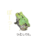 ツノガエル フォトスタンプ（個別スタンプ：16）