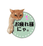 大好きニャンズと遊ぼう！（個別スタンプ：6）