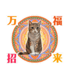 大好きニャンズと遊ぼう！（個別スタンプ：7）
