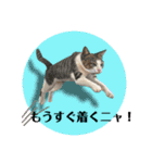 大好きニャンズと遊ぼう！（個別スタンプ：11）