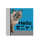 大好きニャンズと遊ぼう！（個別スタンプ：12）