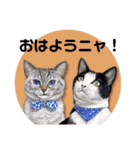 大好きニャンズと遊ぼう！（個別スタンプ：16）
