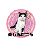 大好きニャンズと遊ぼう！（個別スタンプ：20）