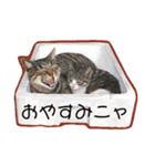 大好きニャンズと遊ぼう！（個別スタンプ：24）