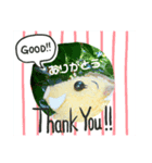 がるるちゃん（個別スタンプ：3）