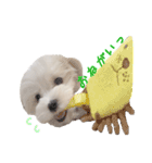 可愛いマルチーズのスタンプ（個別スタンプ：21）