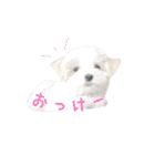 可愛いマルチーズのスタンプ（個別スタンプ：22）