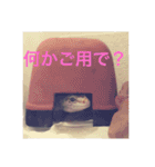 レオパさんの日常（個別スタンプ：1）