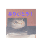 レオパさんの日常（個別スタンプ：3）