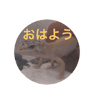 レオパさんの日常（個別スタンプ：7）
