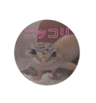 レオパさんの日常（個別スタンプ：10）