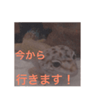 レオパさんの日常（個別スタンプ：13）
