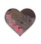 レオパさんの日常（個別スタンプ：14）