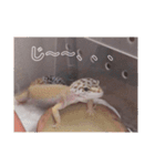 レオパさんの日常（個別スタンプ：19）
