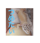 レオパさんの日常（個別スタンプ：20）