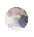 レオパさんの日常（個別スタンプ：24）