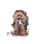 プードル Lulu 日常によく使う言葉（個別スタンプ：3）