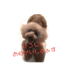 プードル Lulu 日常によく使う言葉（個別スタンプ：6）