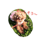 プードル Lulu 日常によく使う言葉（個別スタンプ：9）