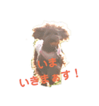 プードル Lulu 日常によく使う言葉（個別スタンプ：11）