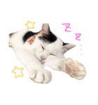すずまるスタンプ01（個別スタンプ：26）