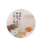 ハムスターつぶの日常スタンプ（個別スタンプ：4）