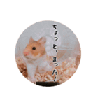 ハムスターつぶの日常スタンプ（個別スタンプ：5）