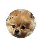 しんばくん（個別スタンプ：1）