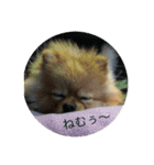しんばくん（個別スタンプ：5）