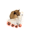 寧々ちゃんスタンプ2018（個別スタンプ：8）
