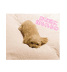 トイプーちゃん☆基本的スタンプ（個別スタンプ：5）