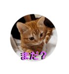 猫のリタ君スタンプ（個別スタンプ：1）
