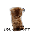 猫のリタ君スタンプ（個別スタンプ：5）