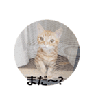 猫のリタ君スタンプ（個別スタンプ：6）