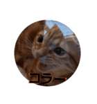 猫のリタ君スタンプ（個別スタンプ：8）